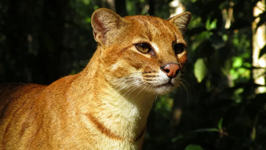 african golden cat - rare wildlife in Uganda