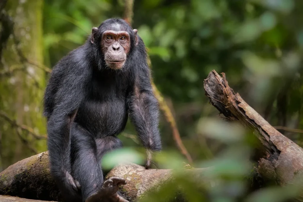 rare wildlife in Uganda - eastern chimpanzee 