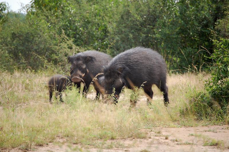 rare wildlife in Uganda - giant forest hogs