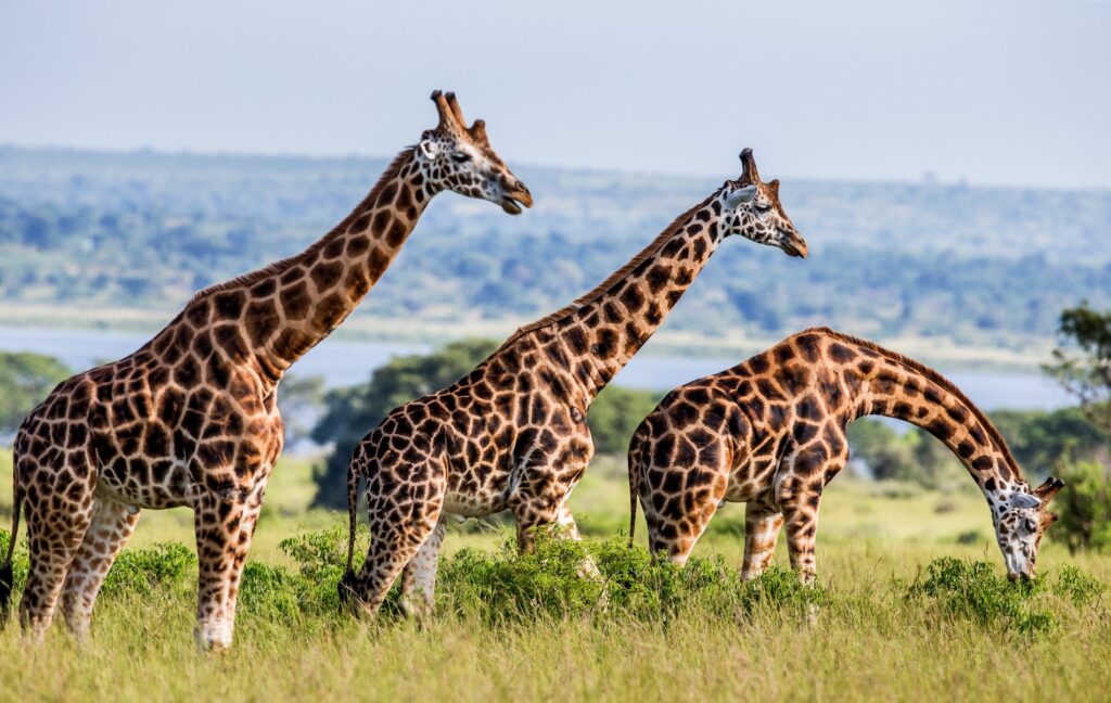 Giraffes - rare wildlife 