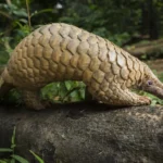 Rare wildlife in Uganda - the giant pangolin
