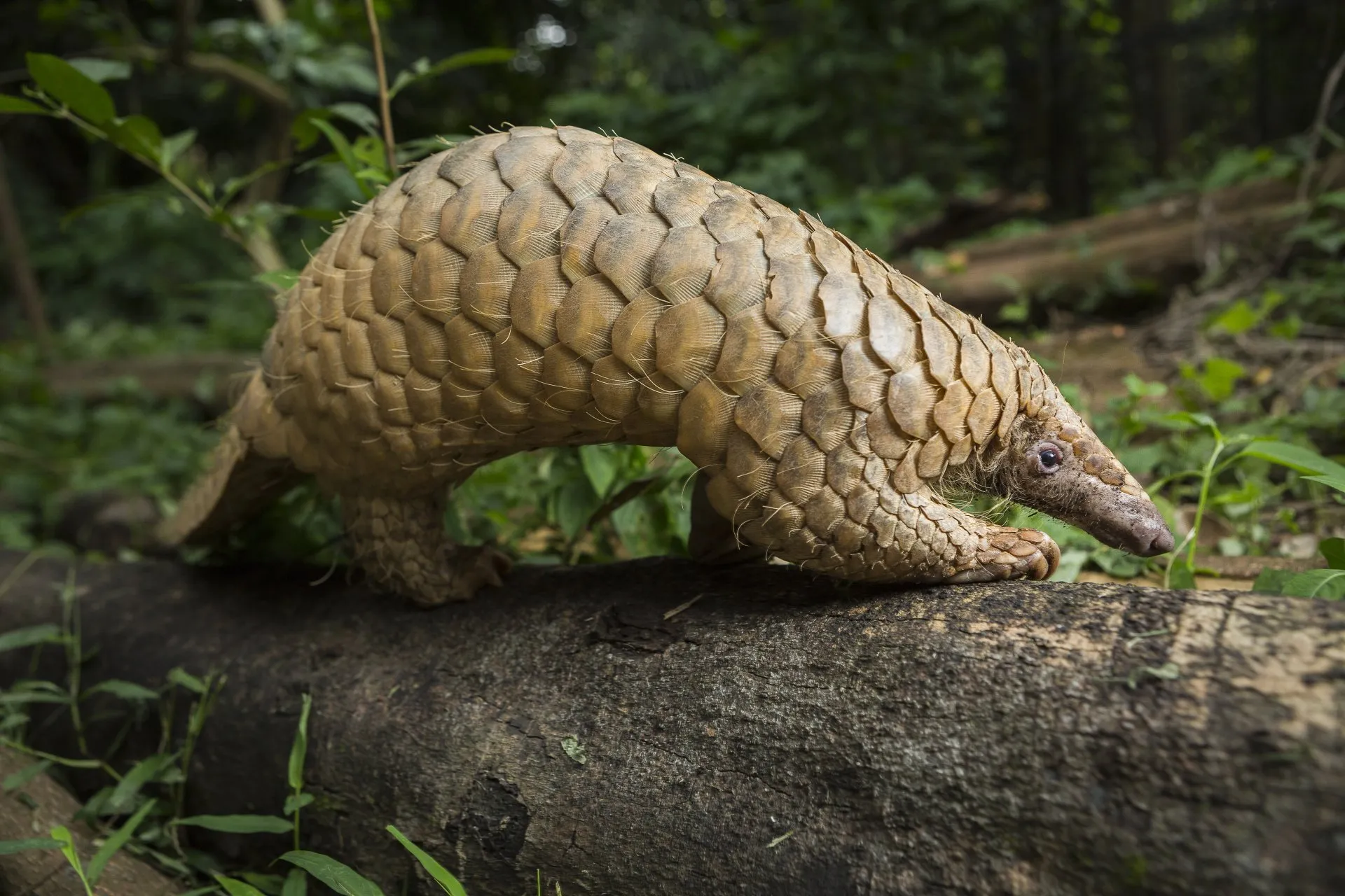 Rare wildlife in Uganda - the giant pangolin