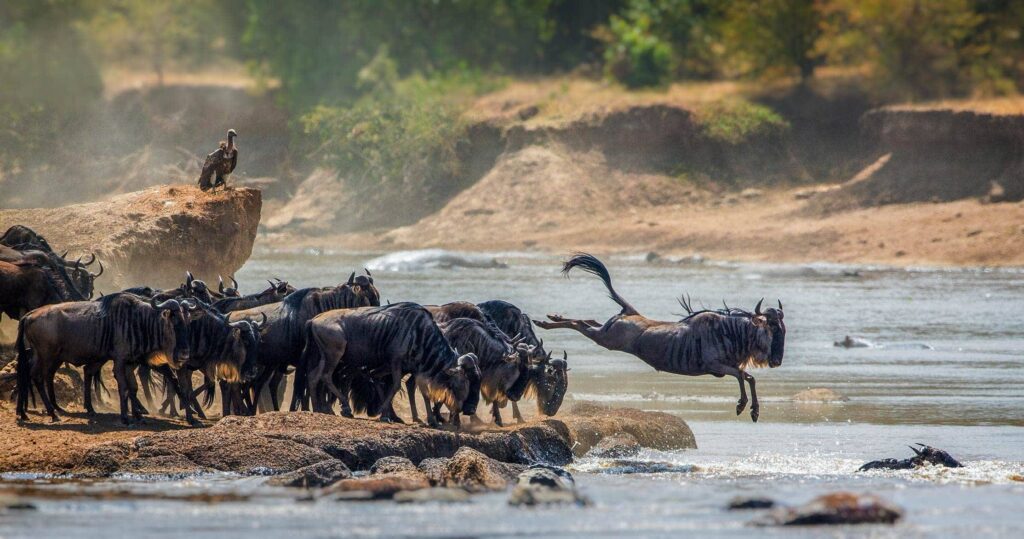 east africa safari