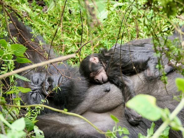 rare wildlife in uganda 