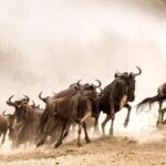 wildbeest migration