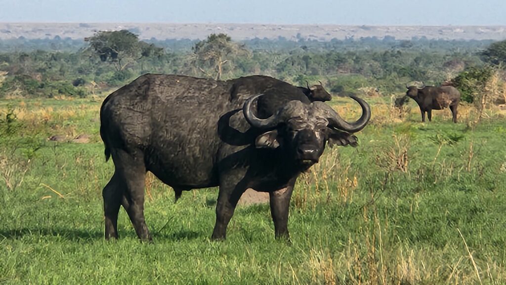 cape bufalo
