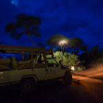 Uganda night safaris