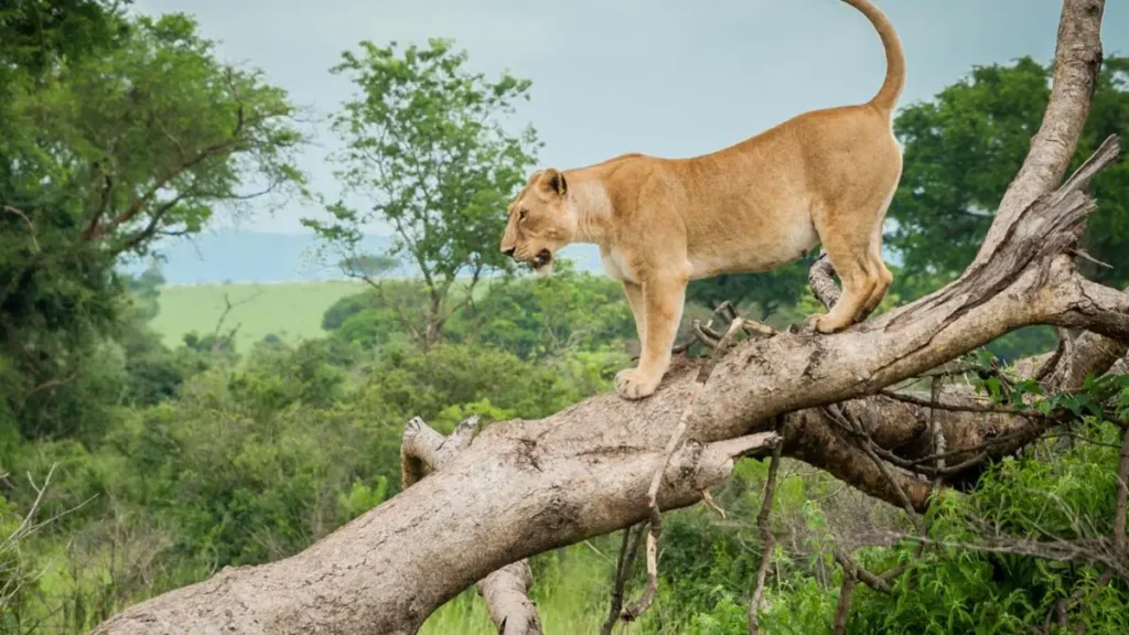 kasenyi plains game drive