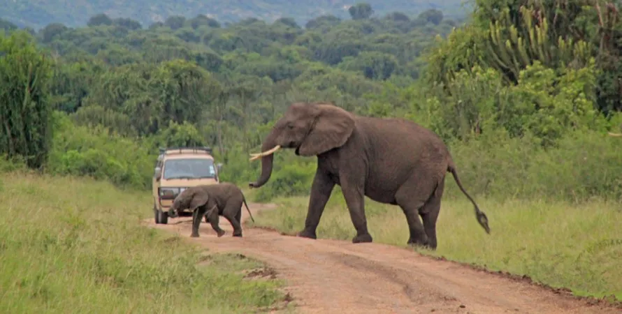 queen elizabeth park game drive