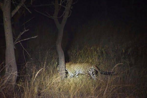 night safaris in uganda