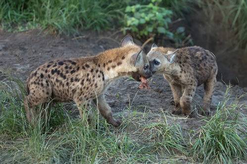 spotted hyenas