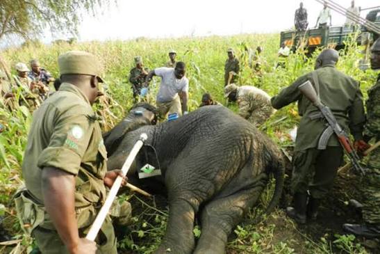 uganda wildlife attacks on humans