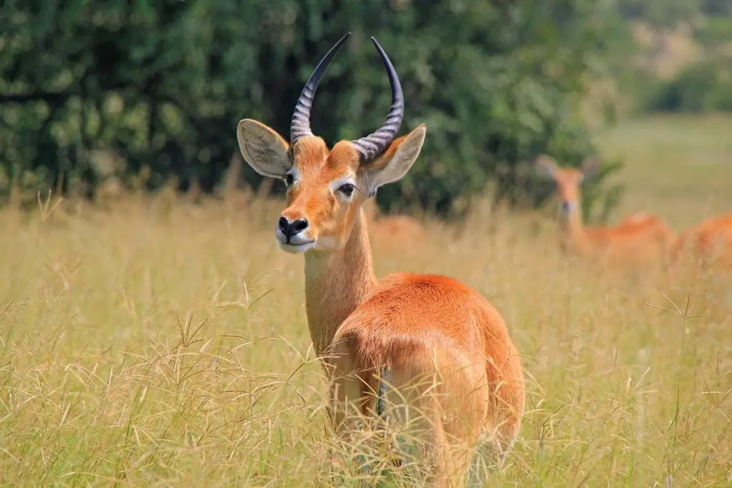 kasenyi plains kobs